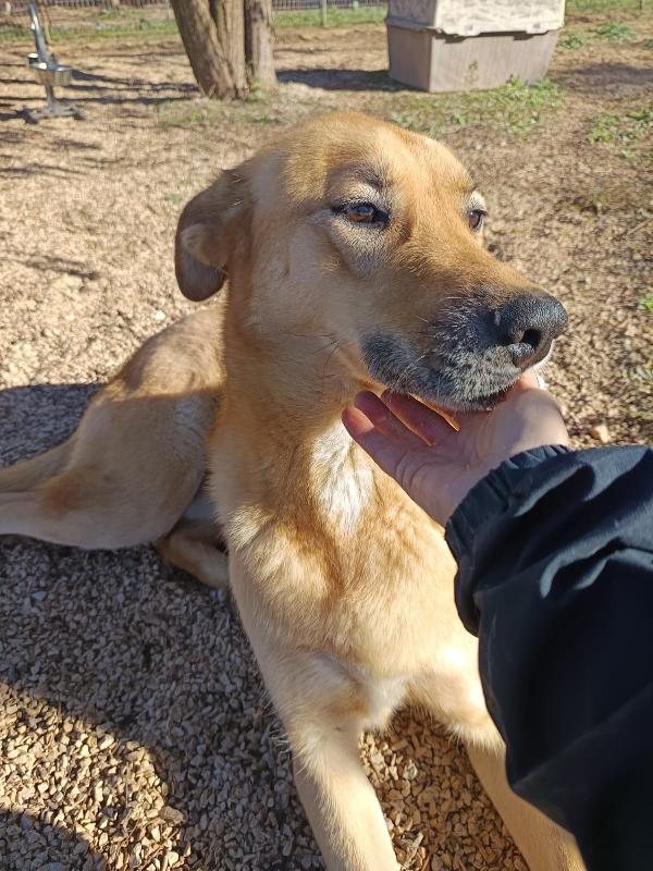 Mika mix pastore taglia grande Foto 6